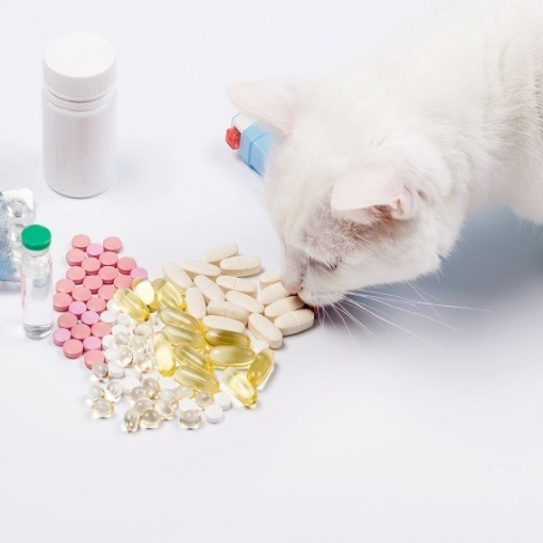 Suplementos nutricionales gatos