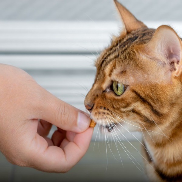 Snacks para gatos