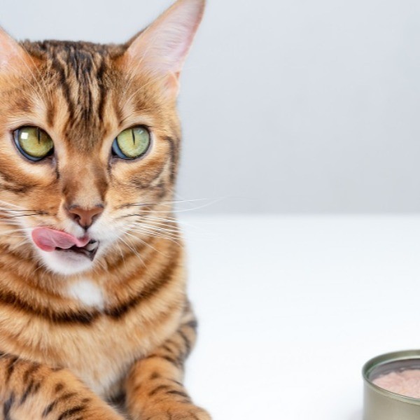 Comida húmeda para gatos