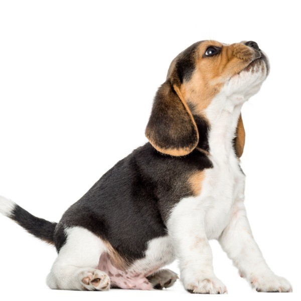 CACHORROS