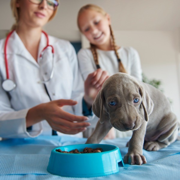 Dietas veterinarias