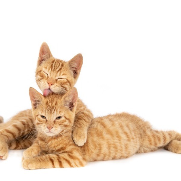 GATOS