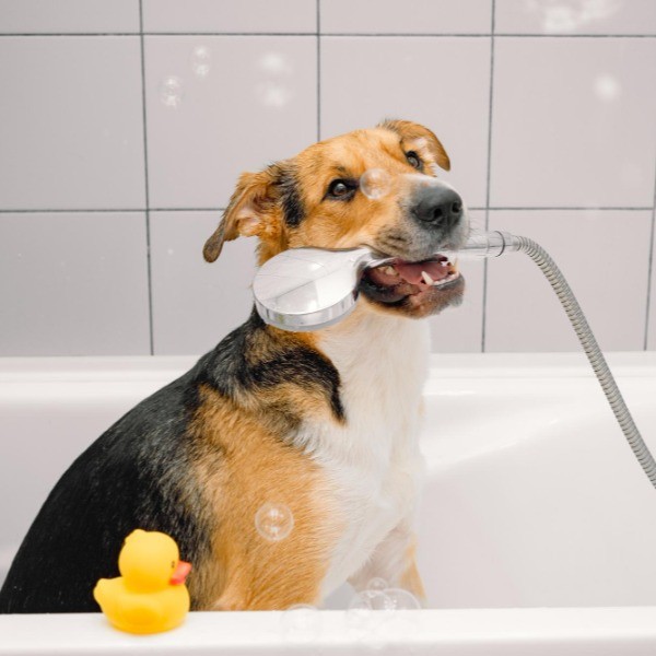 Salud e higiene canina